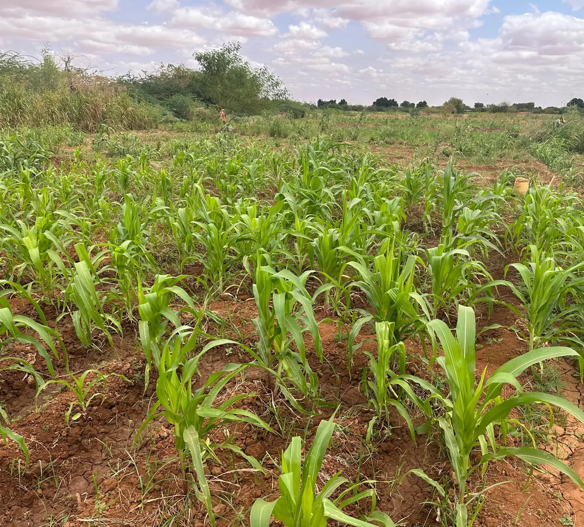 Crops documented during agricultural fieldwork